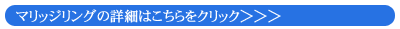 ハワイアンジュエリー/マリッジリングの詳細はこちら